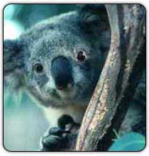 le koala